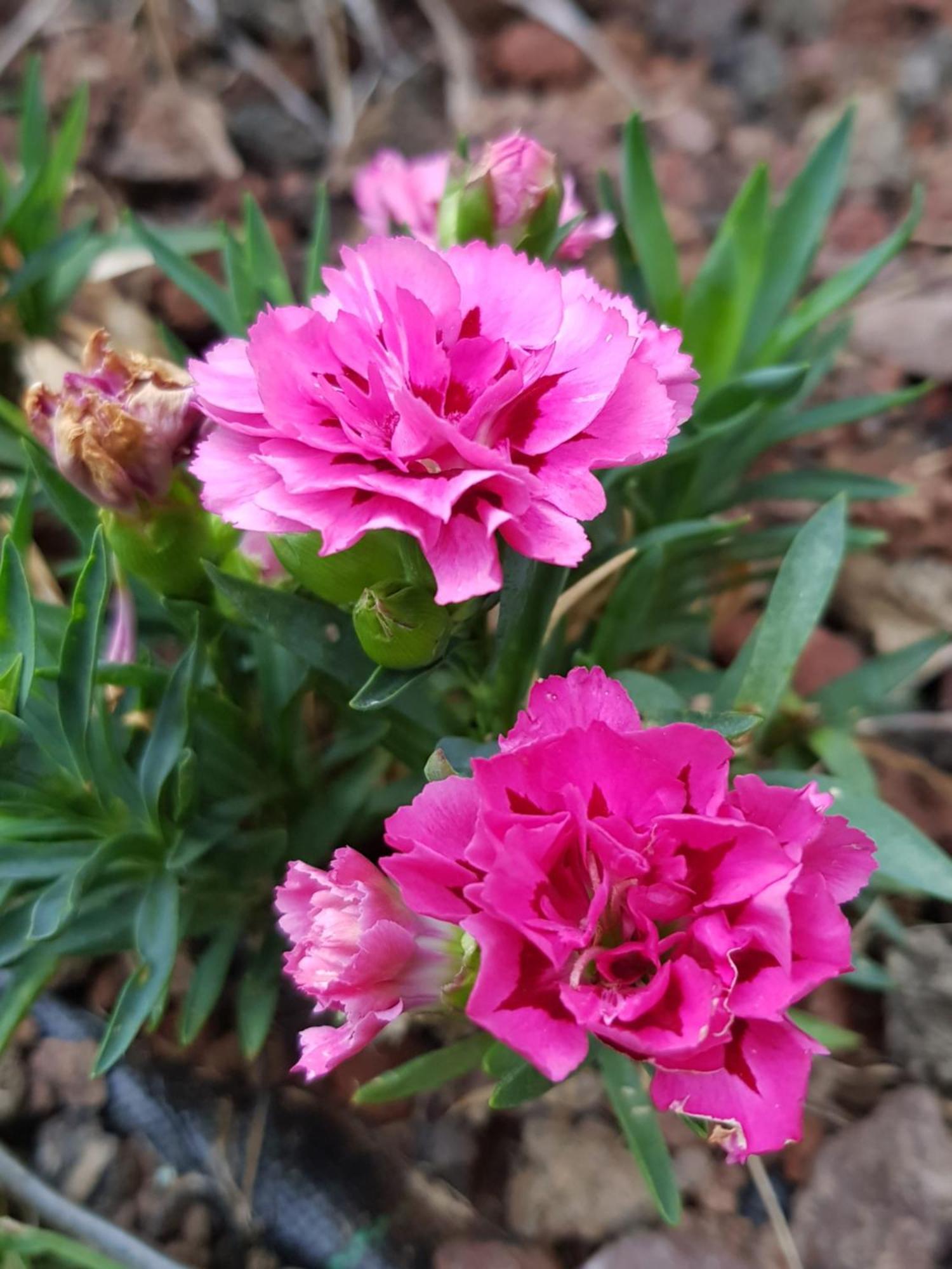 Вилла Nel Giardino Di Dafne Стреза Экстерьер фото
